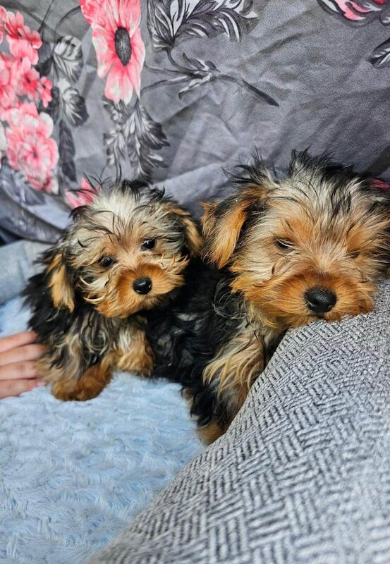Yorkshire Terrier puppies for sale in East Kilbride, Lanarkshire – 9 weeks old