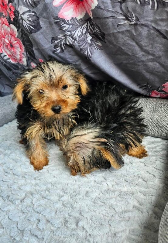 Yorkshire Terrier puppies for sale in East Kilbride, Lanarkshire – 9 weeks old - Image 2 of 3