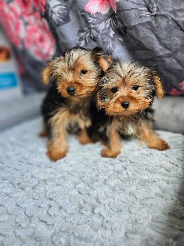 Yorkshire Terrier puppies for sale in East Kilbride, Lanarkshire – 9 weeks old - Image 3 of 3