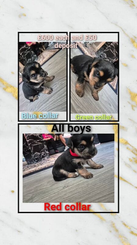 Yorkshire Terrier puppies for sale in Darlington, Durham – 4 weeks old
