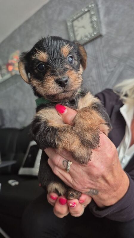Yorkshire Terrier puppies for sale in Darlington, Durham – 4 weeks old - Image 2 of 3