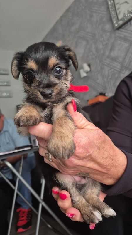 Yorkshire Terrier puppies for sale in Darlington, Durham – 4 weeks old - Image 3 of 3