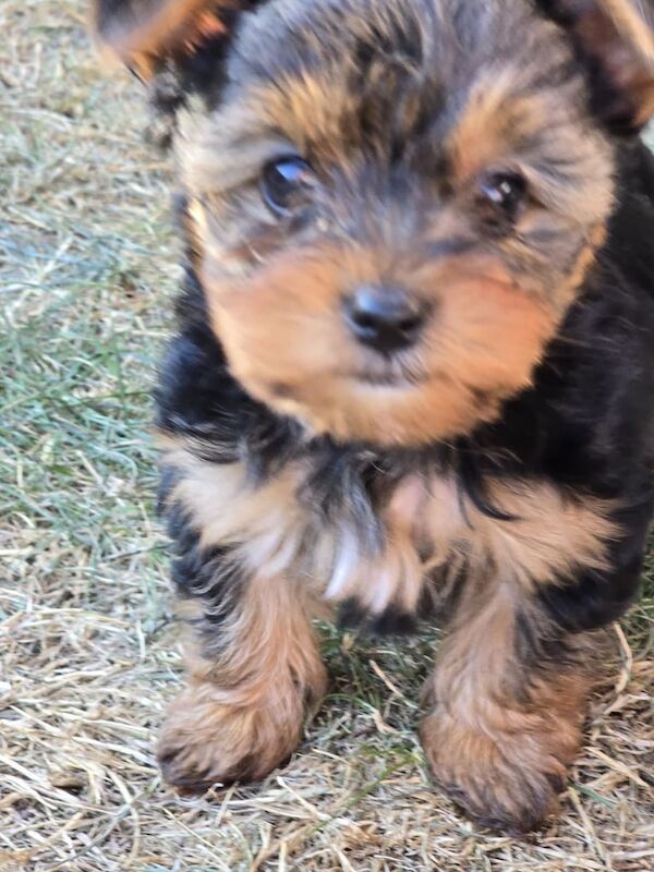 Yorkshire Terrier puppies for sale in Dunstable, Bedfordshire – 9 weeks old
