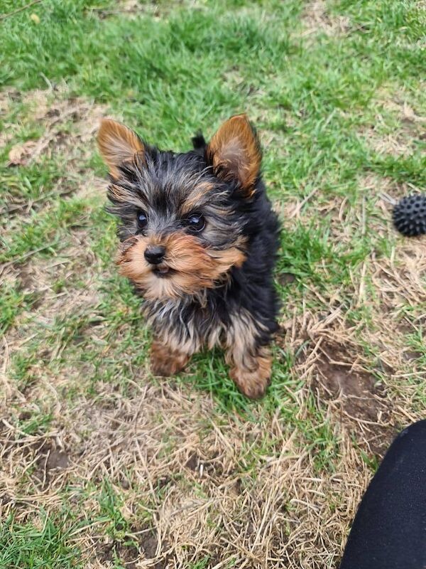 Yorkshire Terrier puppies for sale in Dunstable, Bedfordshire – 9 weeks old - Image 2 of 3