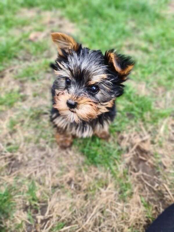 Yorkshire Terrier puppies for sale in Dunstable, Bedfordshire – 9 weeks old - Image 3 of 3