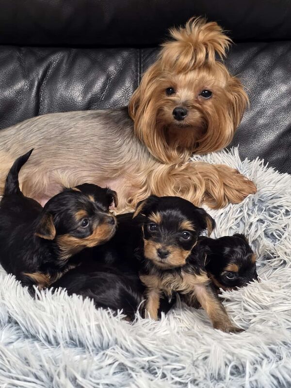 Yorkshire Terrier puppies for sale in Aboyne, Aberdeenshire – 4 weeks old