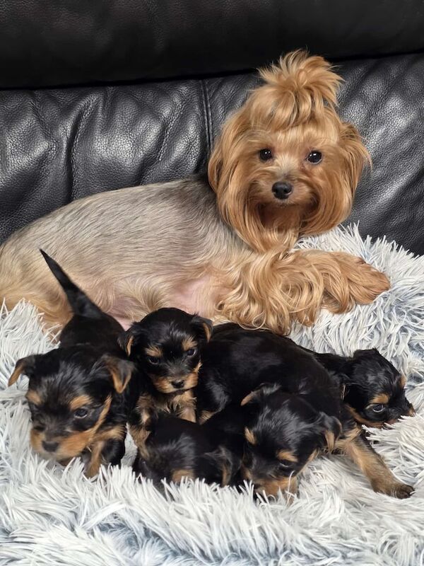 Yorkshire Terrier puppies for sale in Aboyne, Aberdeenshire – 4 weeks old - Image 2 of 3
