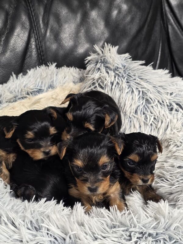 Yorkshire Terrier puppies for sale in Aboyne, Aberdeenshire – 4 weeks old - Image 3 of 3