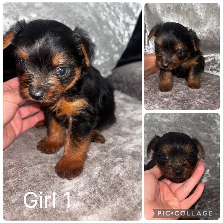 Yorkshire Terrier puppies for sale in Poole, Dorset – 4 weeks old