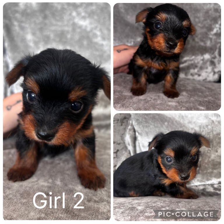 Yorkshire Terrier puppies for sale in Poole, Dorset – 4 weeks old - Image 2 of 2