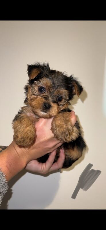 Yorkshire Terrier puppies for sale in Southampton, Hampshire – 7 weeks old