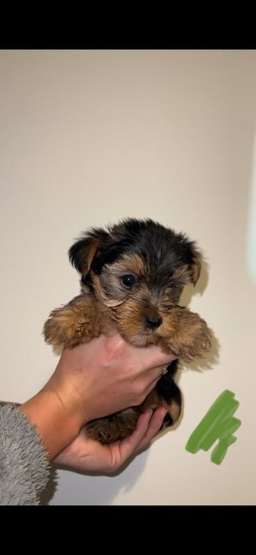 Yorkshire Terrier puppies for sale in Southampton, Hampshire – 3 months old - Image 2 of 4