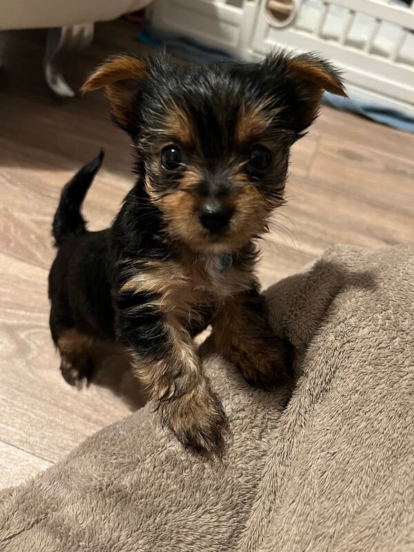 Yorkshire Terrier puppies for sale in Southampton, Hampshire – 3 months old - Image 4 of 4
