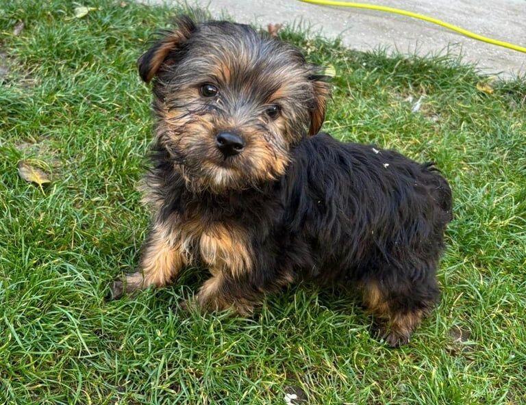Yorkshire Terrier puppies for sale in Ilford, Greater London – 8 weeks old