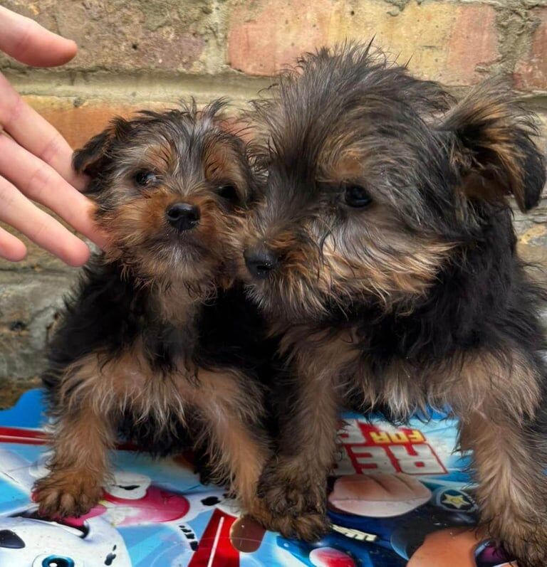 Yorkshire Terrier puppies for sale in Ilford, Greater London – 8 weeks old - Image 2 of 3
