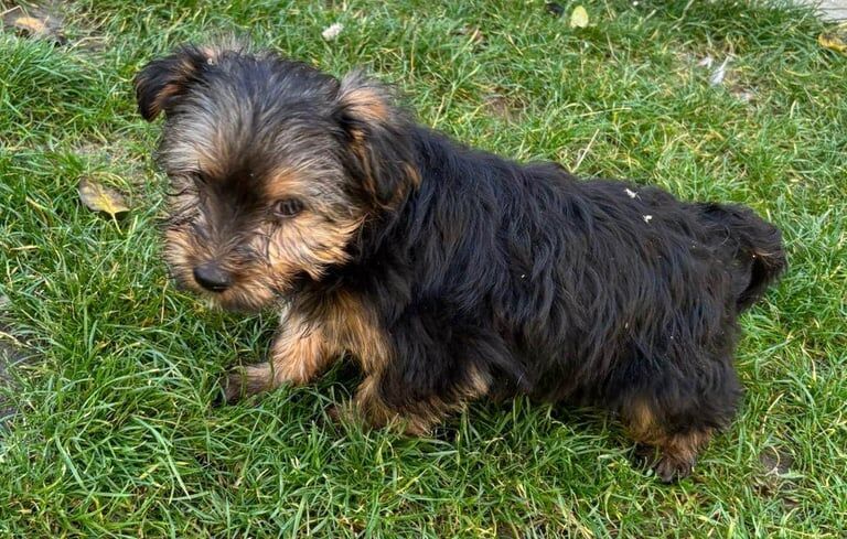 Yorkshire Terrier puppies for sale in Ilford, Greater London – 8 weeks old - Image 3 of 3