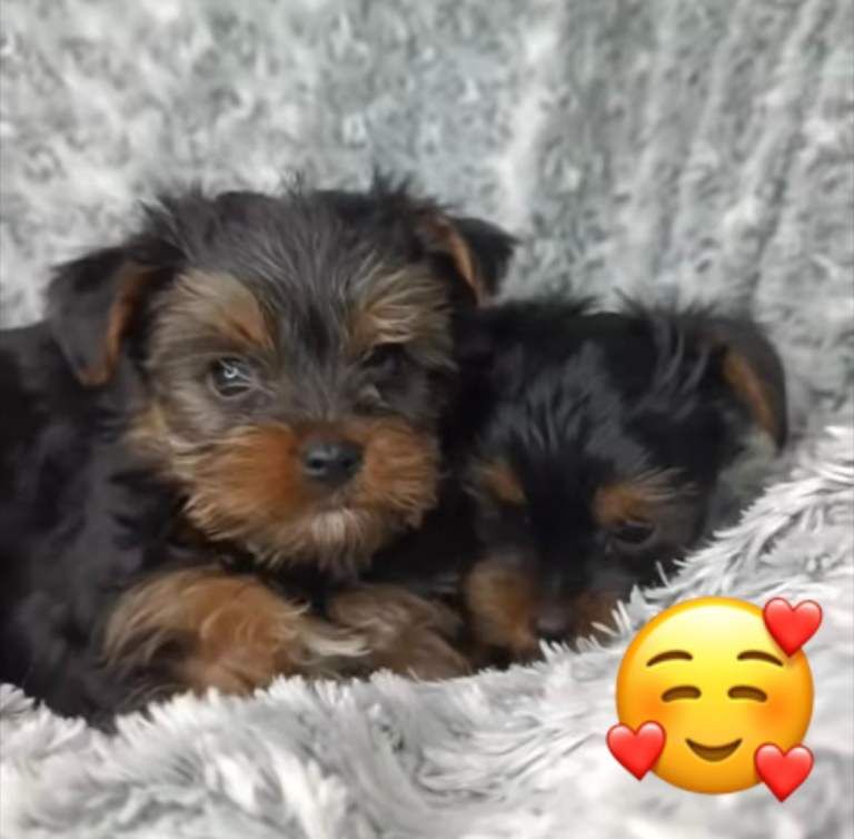 Yorkshire Terrier Puppies For Sale Under £1,000