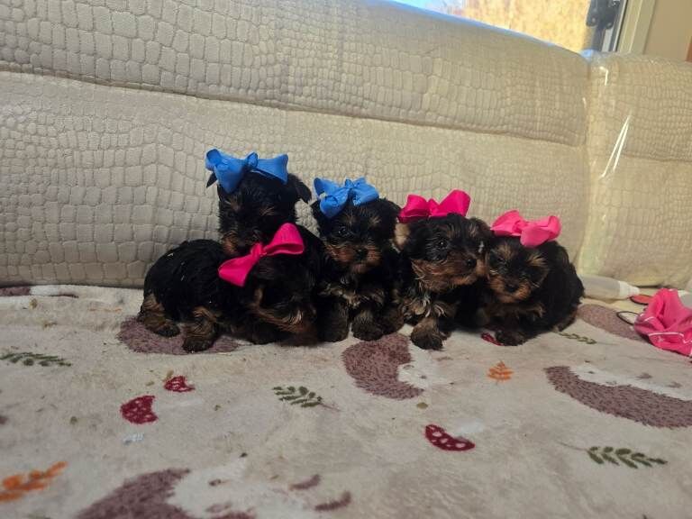 Yorkshire Terrier puppies for sale in Edinburgh, City of Edinburgh – 8 weeks old - Image 2 of 4