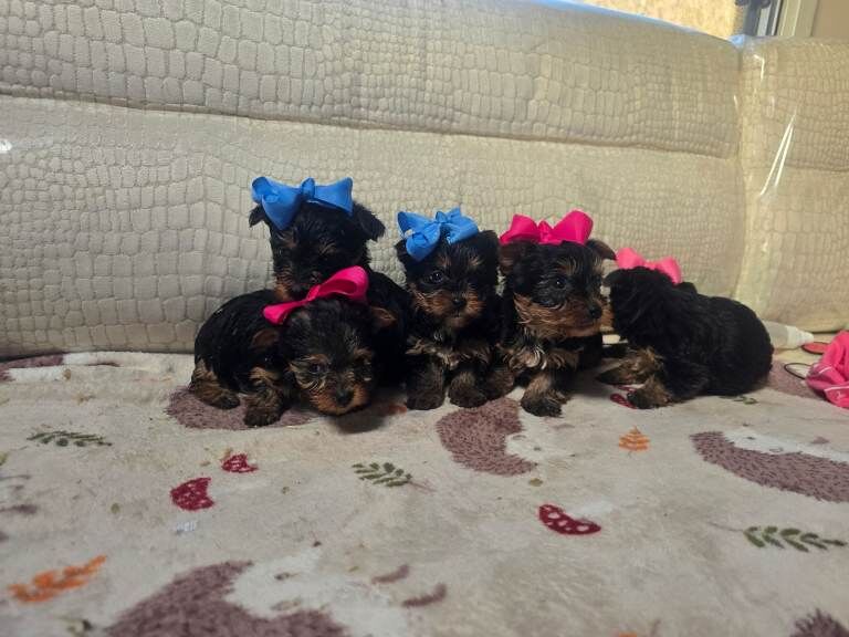 Yorkshire Terrier puppies for sale in Edinburgh, City of Edinburgh – 8 weeks old - Image 4 of 4