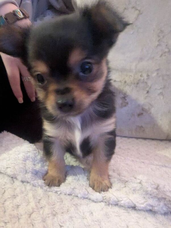 Yorkshire Terrier puppies for sale in Newport, Isle of Wight – 7 weeks old