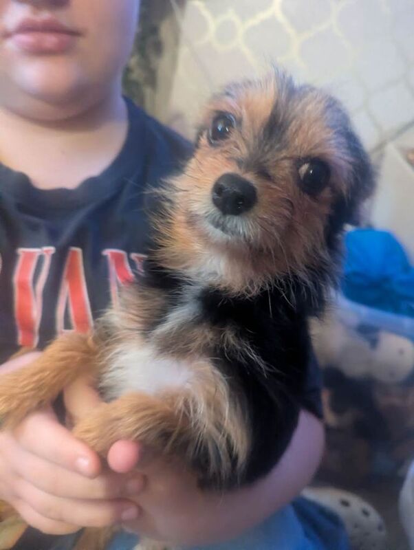 Yorkshire Terrier puppies for sale in Newport, Isle of Wight – 3 months old - Image 2 of 4