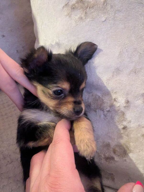 Yorkshire Terrier puppies for sale in Newport, Isle of Wight – 3 months old - Image 3 of 4