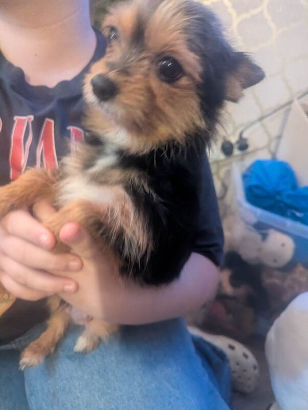 Yorkshire Terrier puppies for sale in Newport, Isle of Wight – 3 months old - Image 4 of 4