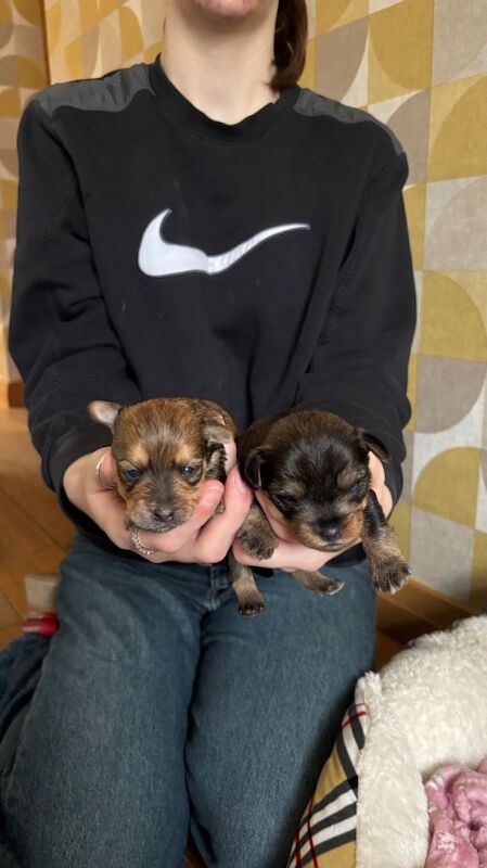 Yorkshire Terrier puppies for sale in Dalgety Bay, Fife – 4 weeks old - Image 2 of 6