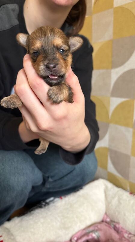 Yorkshire Terrier puppies for sale in Dalgety Bay, Fife – 4 weeks old - Image 3 of 6