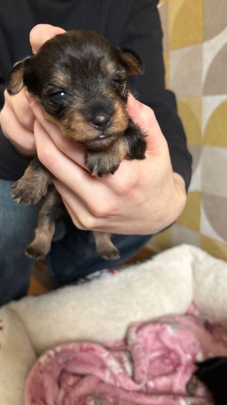 Yorkshire Terrier puppies for sale in Dalgety Bay, Fife – 4 weeks old - Image 4 of 6