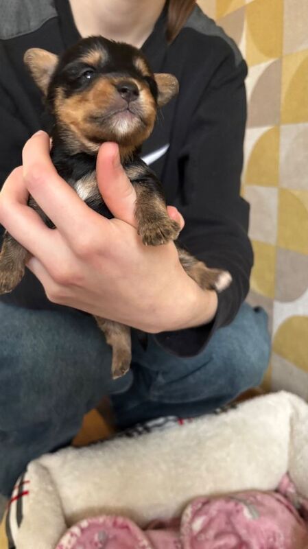 Yorkshire Terrier puppies for sale in Dalgety Bay, Fife – 4 weeks old - Image 5 of 6