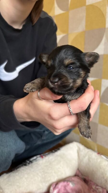 Yorkshire Terrier puppies for sale in Dalgety Bay, Fife – 4 weeks old - Image 6 of 6