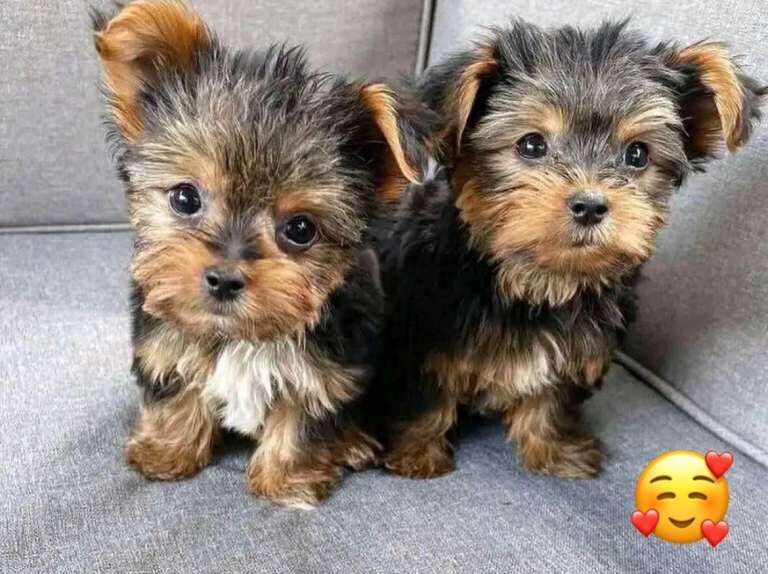 Yorkshire Terrier Puppies For Sale Under £1,000