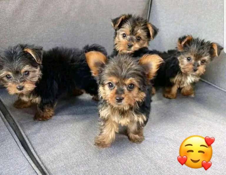 Yorkshire Terrier puppies for sale in Rainham, Greater London – 8 weeks old - Image 2 of 5