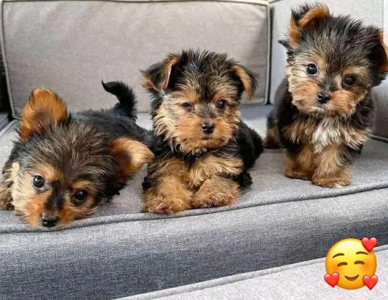 Yorkshire Terrier puppies for sale in Rainham, Greater London – 8 weeks old - Image 3 of 5