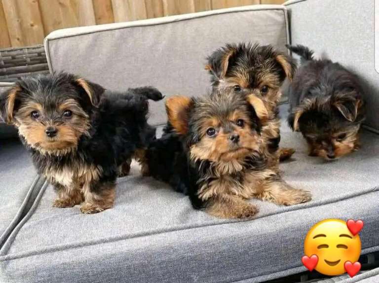 Yorkshire Terrier puppies for sale in Rainham, Greater London – 8 weeks old - Image 4 of 5