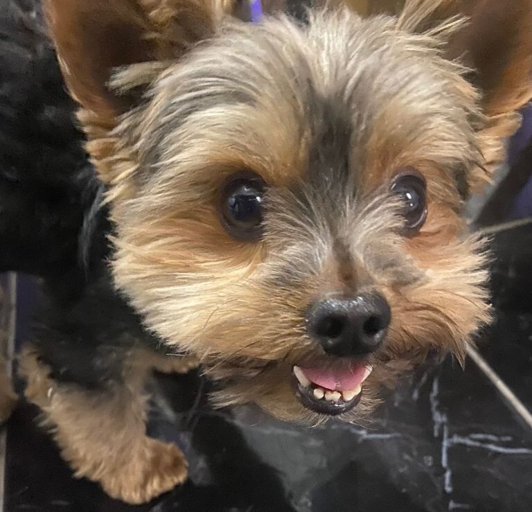 Yorkshire Terrier puppies for sale in Coventry, West Midlands – 6 weeks old - Image 2 of 5