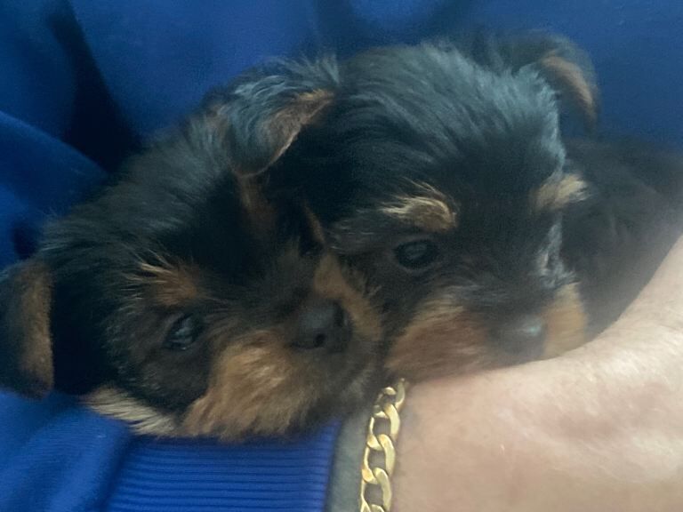 Yorkshire Terrier puppies for sale in Coventry, West Midlands – 6 weeks old - Image 3 of 5