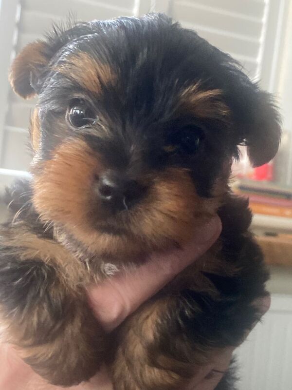 Yorkshire Terrier puppies for sale in Coventry, West Midlands – 6 weeks old - Image 4 of 5