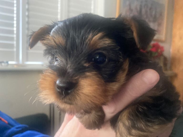 Yorkshire Terrier puppies for sale in Coventry, West Midlands – 6 weeks old - Image 5 of 5