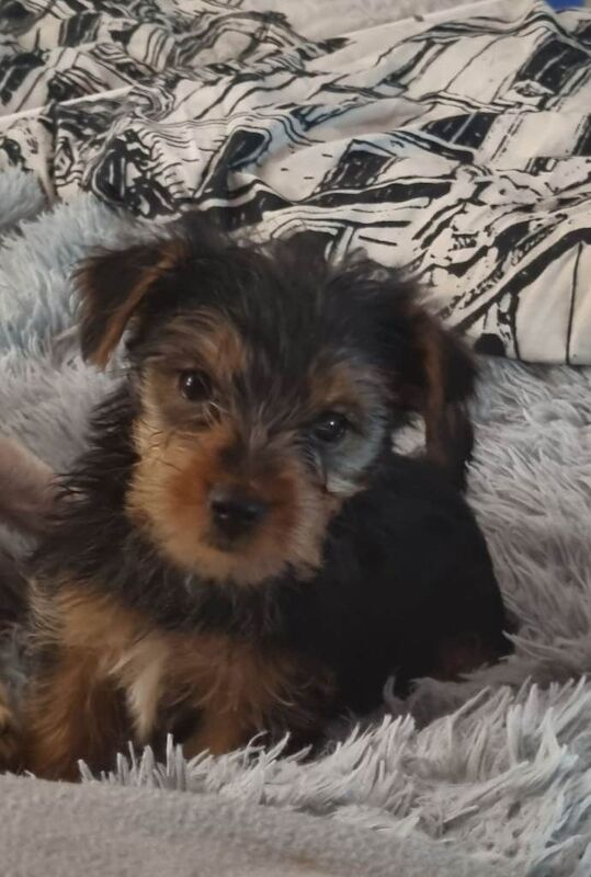 Yorkshire Terrier puppies for sale in Edgware, London – 10 weeks old - Image 2 of 6