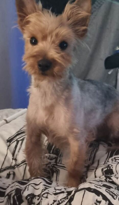 Yorkshire Terrier puppies for sale in Edgware, London – 10 weeks old - Image 3 of 6