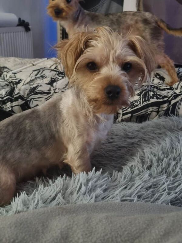 Yorkshire Terrier puppies for sale in Edgware, London – 10 weeks old - Image 4 of 6