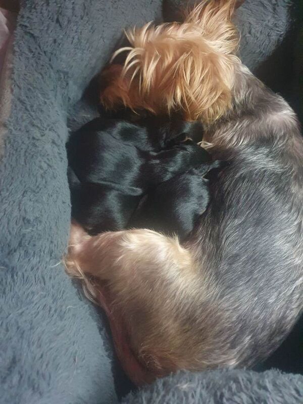 Yorkshire Terrier puppies for sale in Edgware, London – 10 weeks old - Image 5 of 6