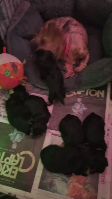 Yorkshire Terrier puppies for sale in Edgware, London – 10 weeks old - Image 6 of 6