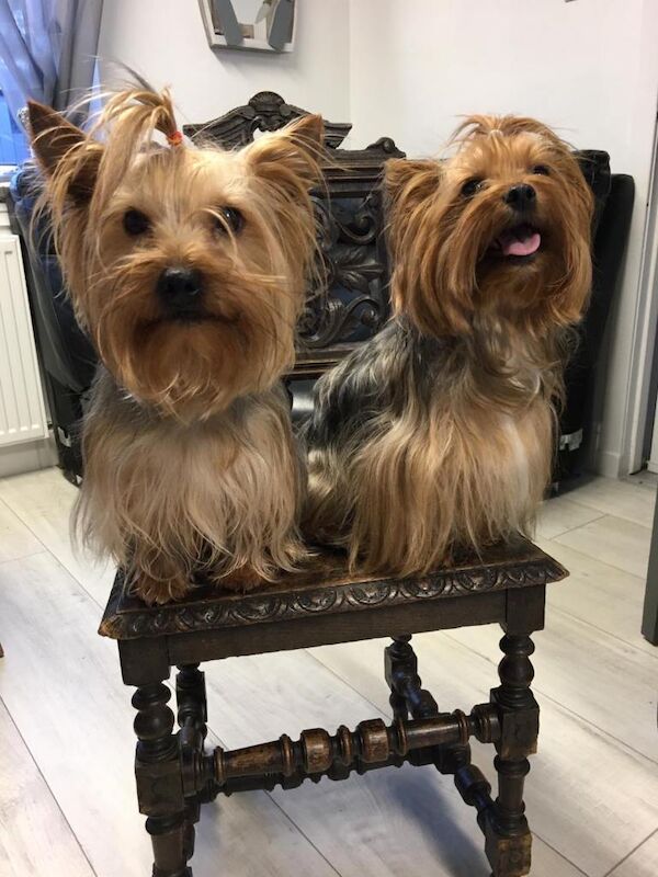 Yorkshire Terrier puppies for sale in Aboyne, Aberdeenshire – 6 weeks old - Image 2 of 5