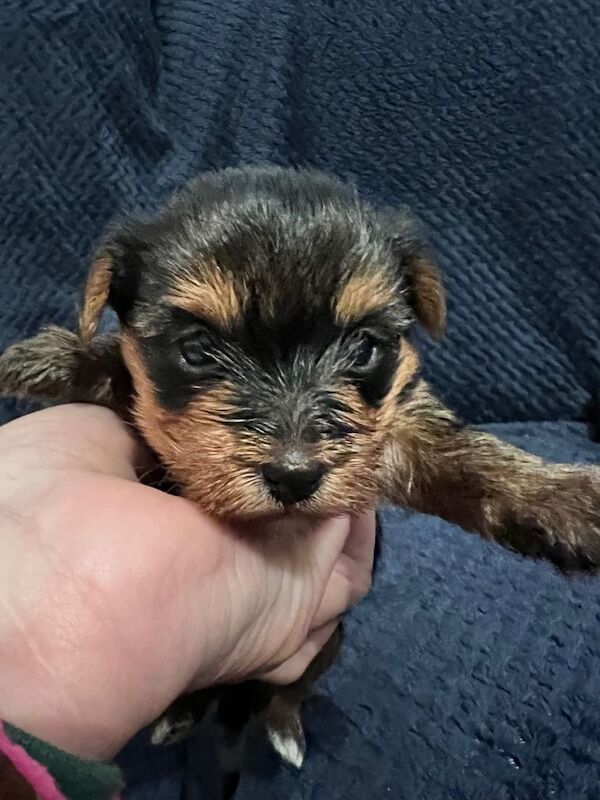 Yorkshire Terrier puppies for sale in Aboyne, Aberdeenshire – 6 weeks old - Image 3 of 5