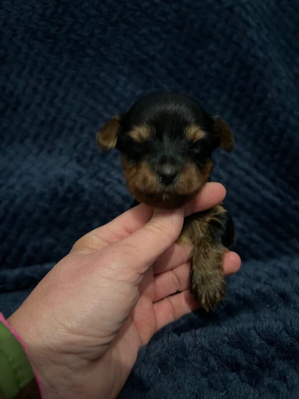 Yorkshire Terrier puppies for sale in Aboyne, Aberdeenshire – 6 weeks old - Image 4 of 5