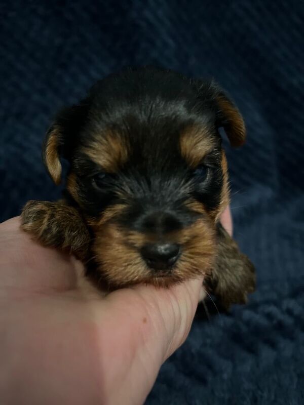Yorkshire Terrier puppies for sale in Aboyne, Aberdeenshire – 6 weeks old - Image 5 of 5