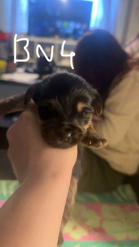 Yorkshire Terrier puppies for sale in Sandwell, West Midlands – 3 weeks old